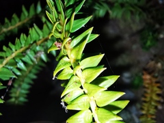 Phlegmariurus phlegmaria