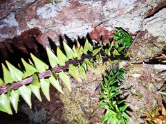 Phlegmariurus phlegmaria