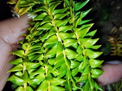 Phlegmariurus phlegmaria