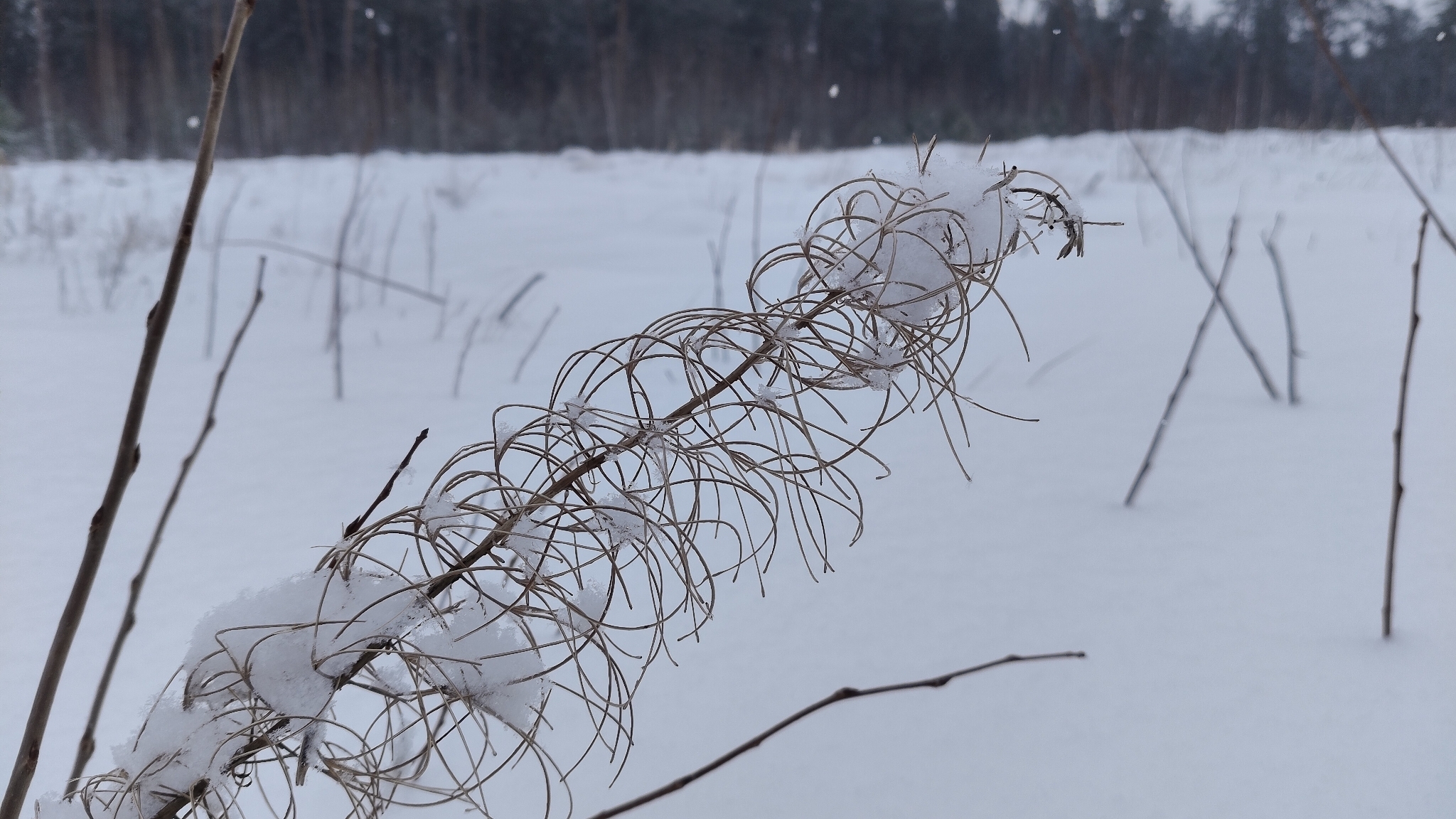 Fireweed