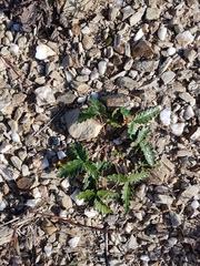 Potentilla leucophylla