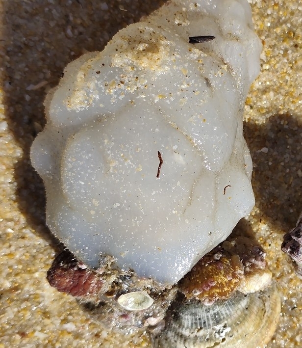 Phallusia mammillata (Cuvier, 1815)