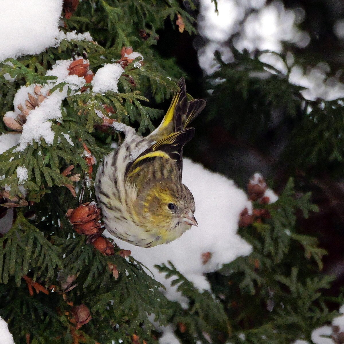 Eurasian Siskin (Spinus spinus), photo 8