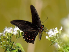 Heraclides rogeri pharnaces