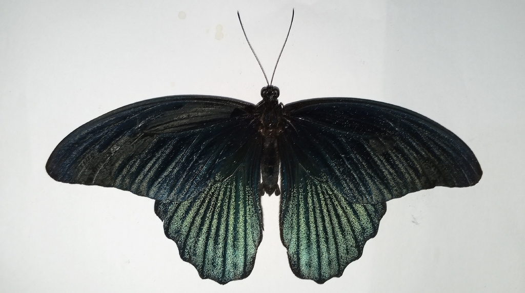 Great Mormon (Papilio memnon)