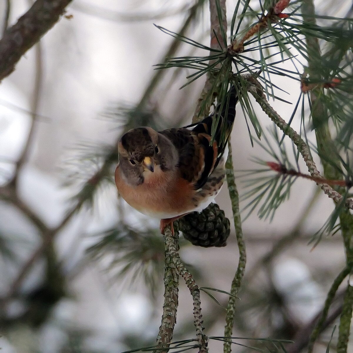 Brambling (Fringilla montifringilla), photo 2