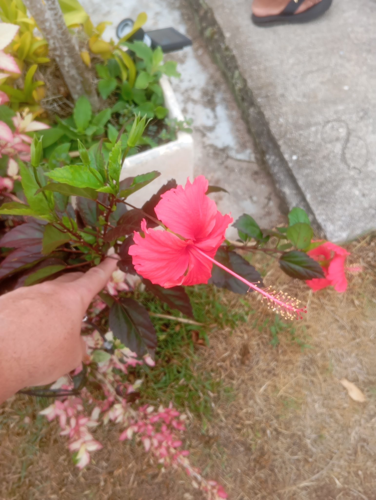 Archer's hibiscus
