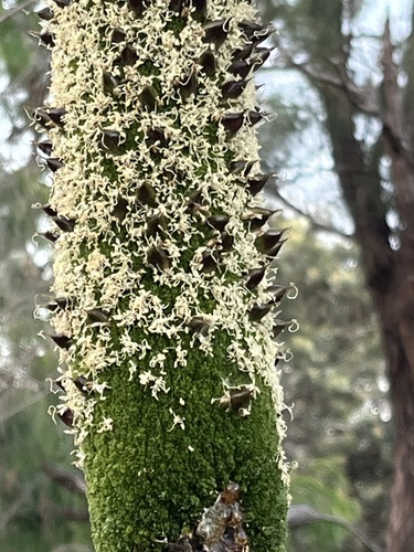 Une autre photo de Grass tree