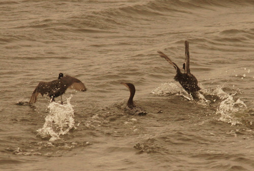 Pygmy Cormorant (Microcarbo pygmaeus)