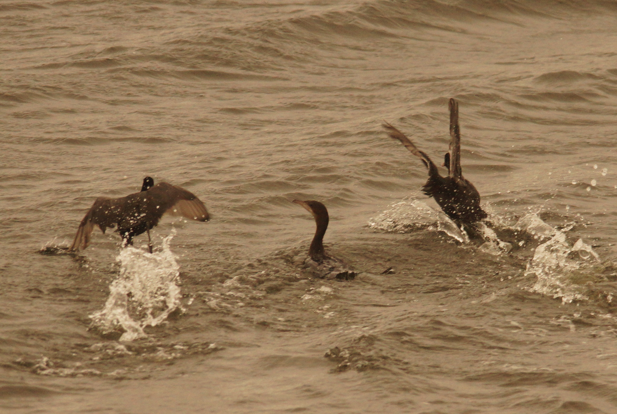 Pygmy Cormorant (Microcarbo pygmaeus), photo 1