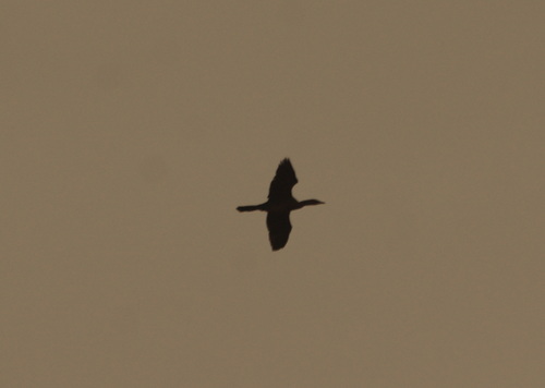 Pygmy Cormorant (Microcarbo pygmaeus), photo 5