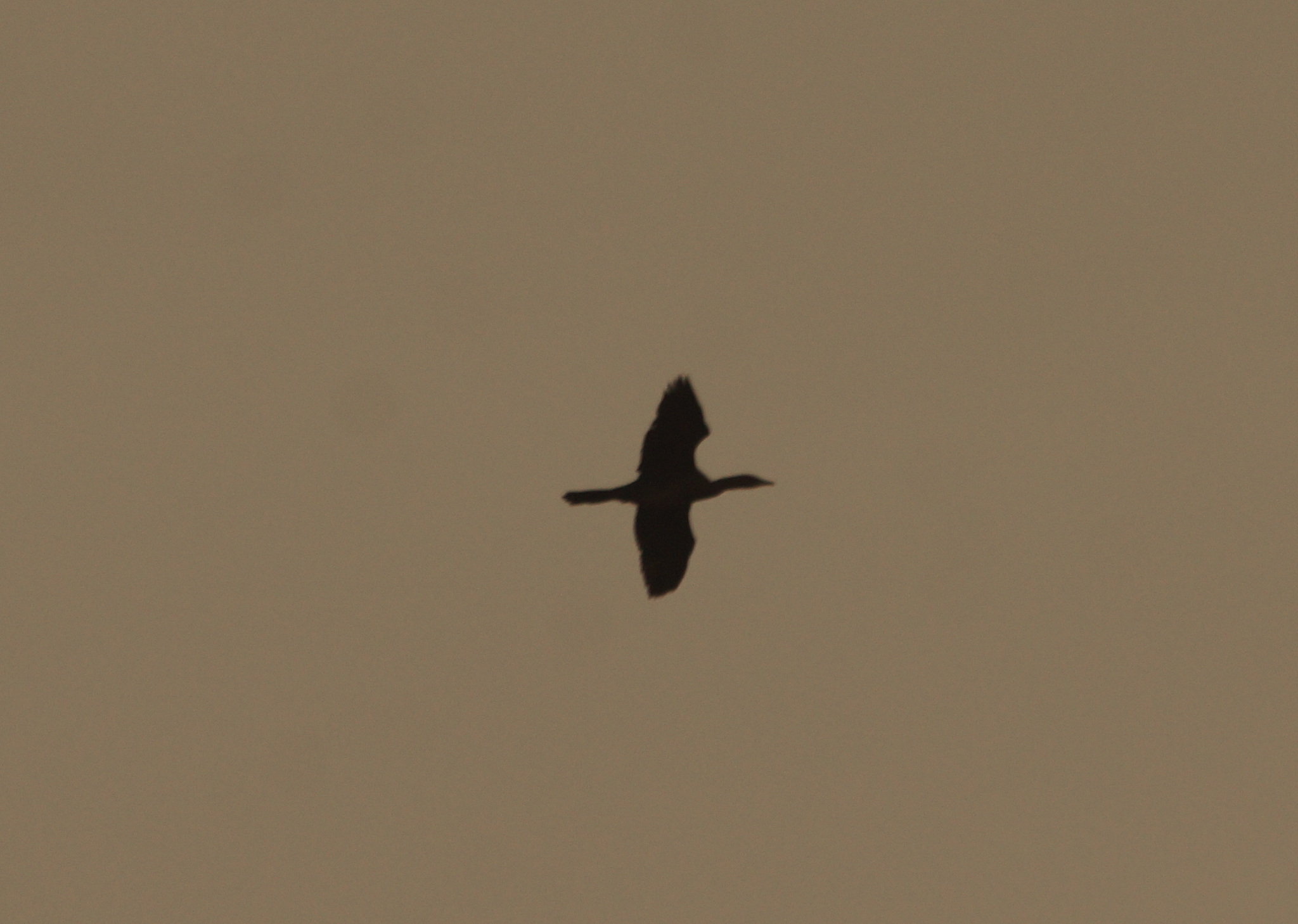 Pygmy Cormorant (Microcarbo pygmaeus), photo 7