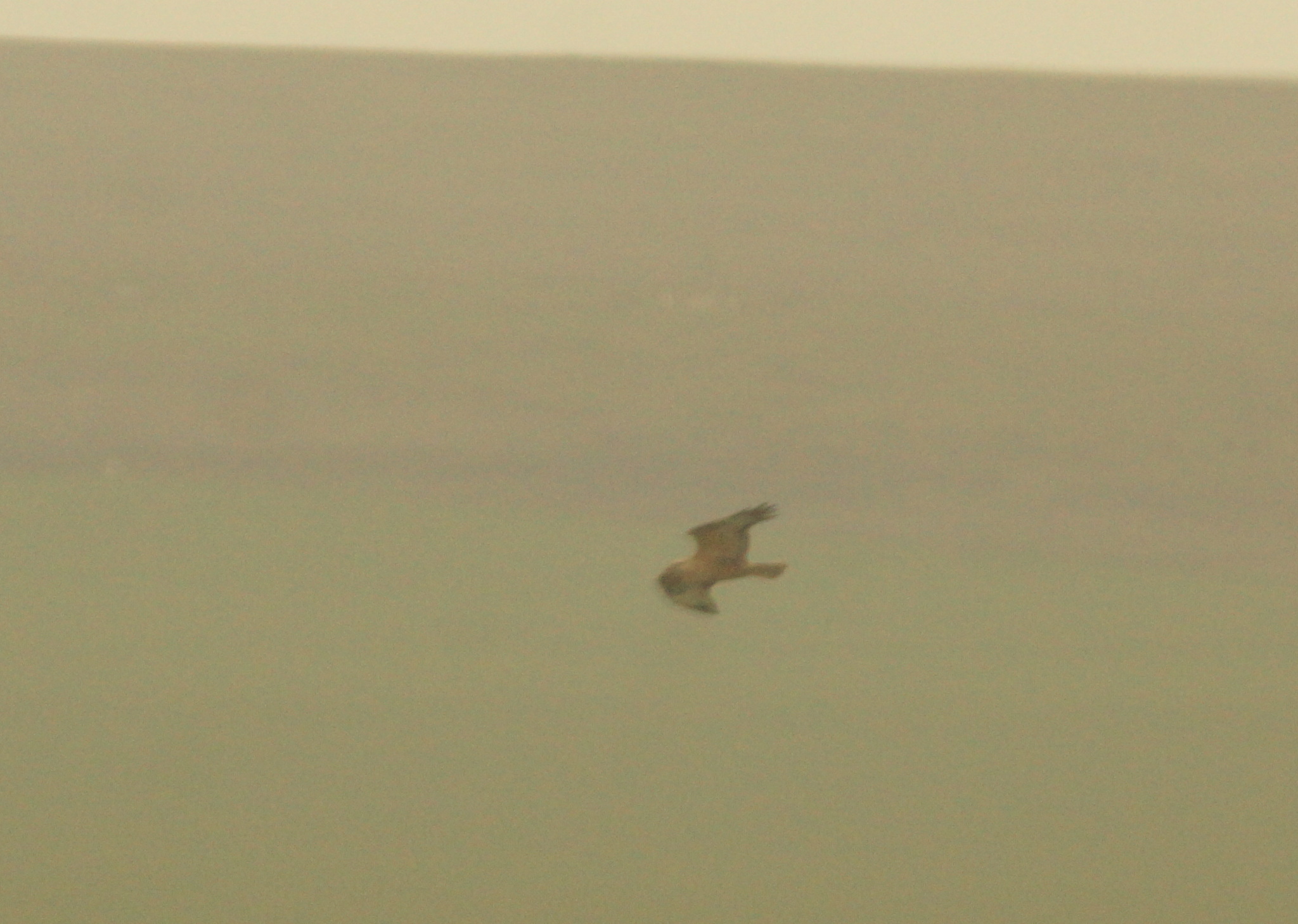 Long-legged Buzzard (Buteo rufinus), photo 2