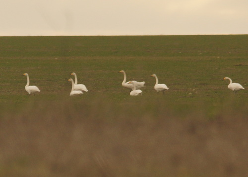 Whooper Swan (Cygnus cygnus), photo 4