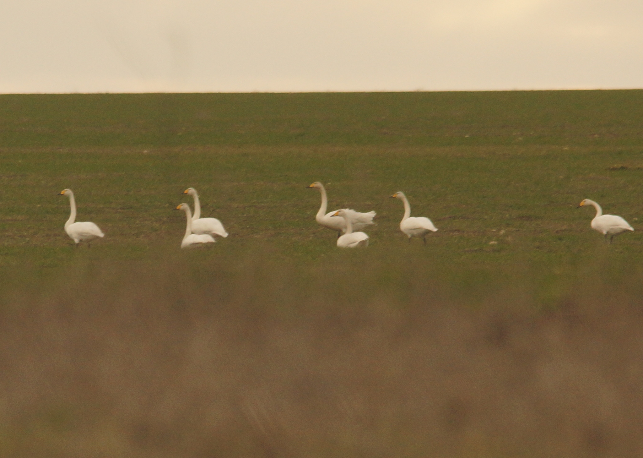 Whooper Swan (Cygnus cygnus), photo 4