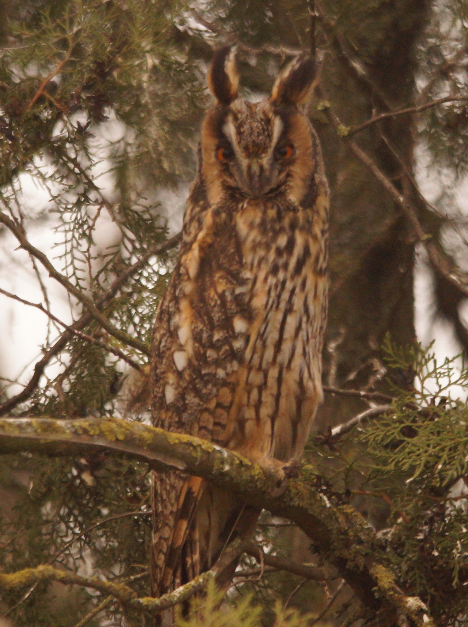 Long-eared Owl (Asio otus), photo 9