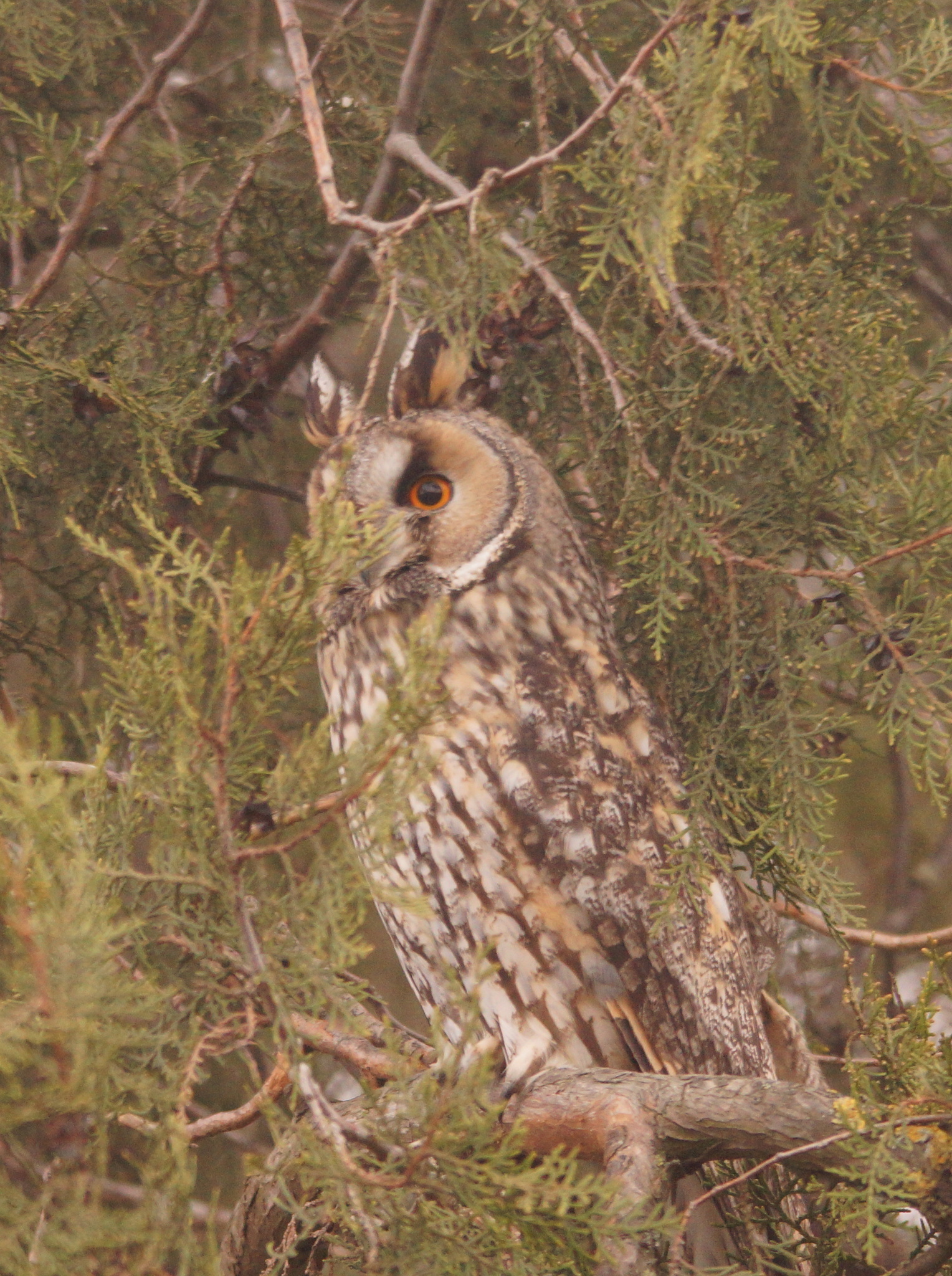 Long-eared Owl (Asio otus), photo 7