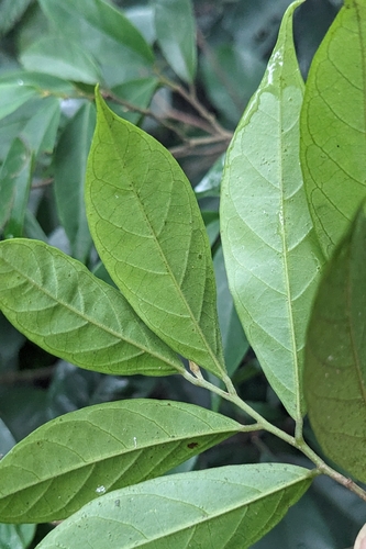 Dense-flowered China Laurel (Antidesma japonicum)