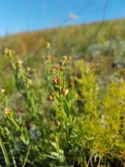 Haplophyllum dauricum