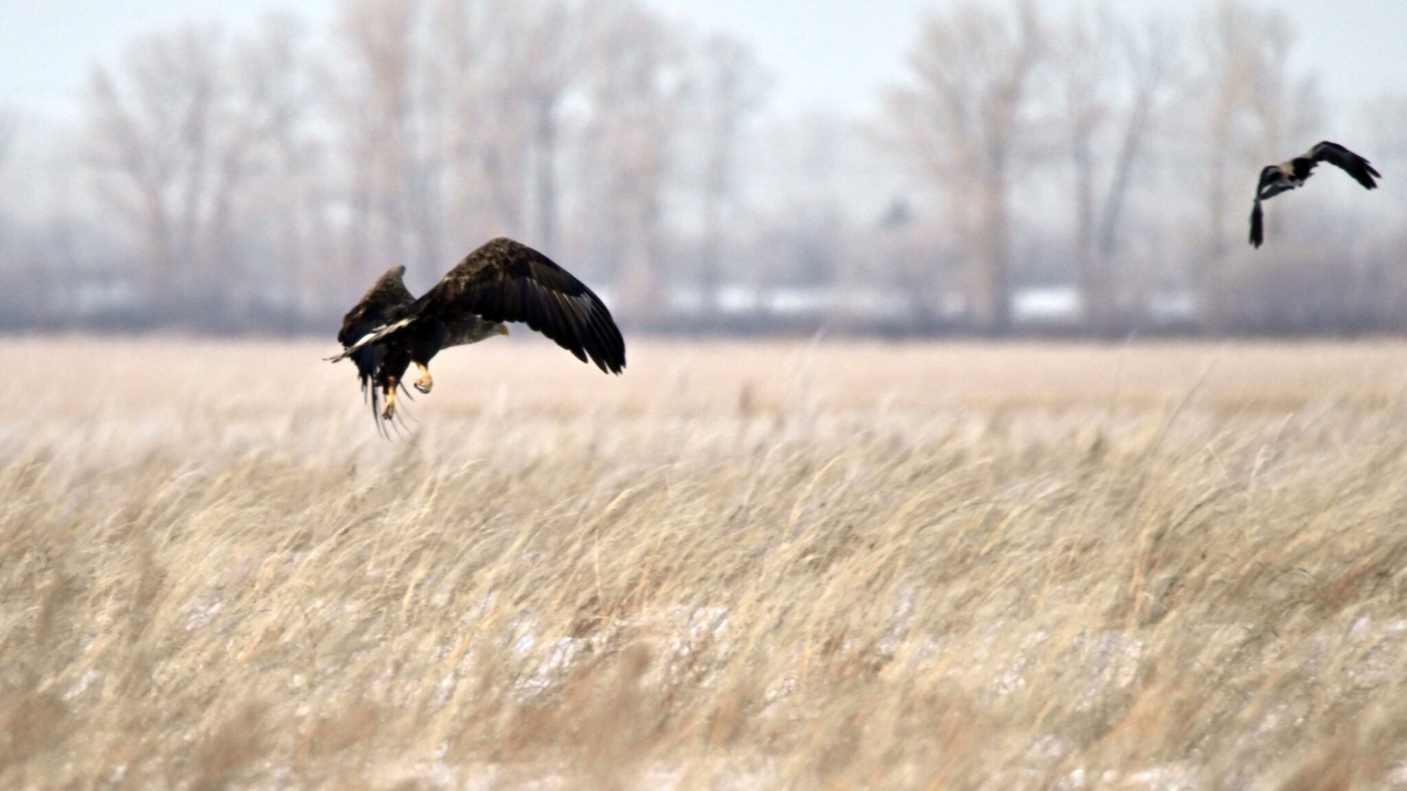 Haliaeetus albicilla (Linnaeus, 1758)