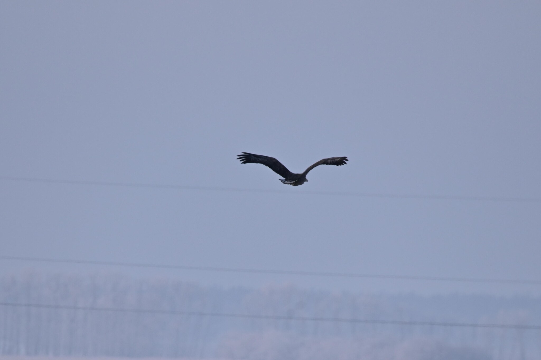 Haliaeetus albicilla (Linnaeus, 1758)