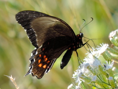 Heraclides rogeri pharnaces