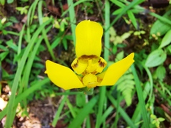 Trimezia martinicensis