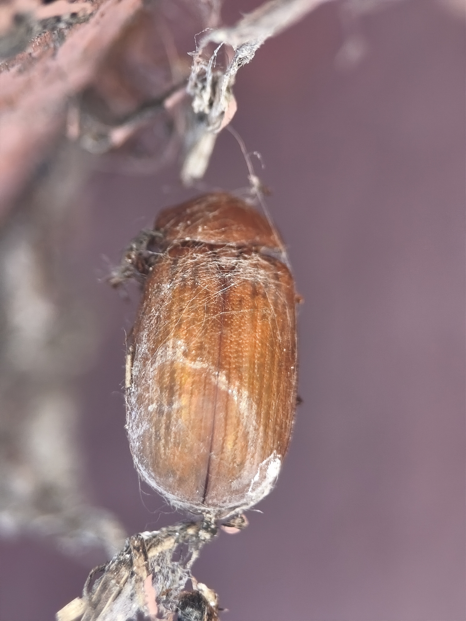 Serica brunnea