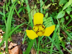 Trimezia martinicensis