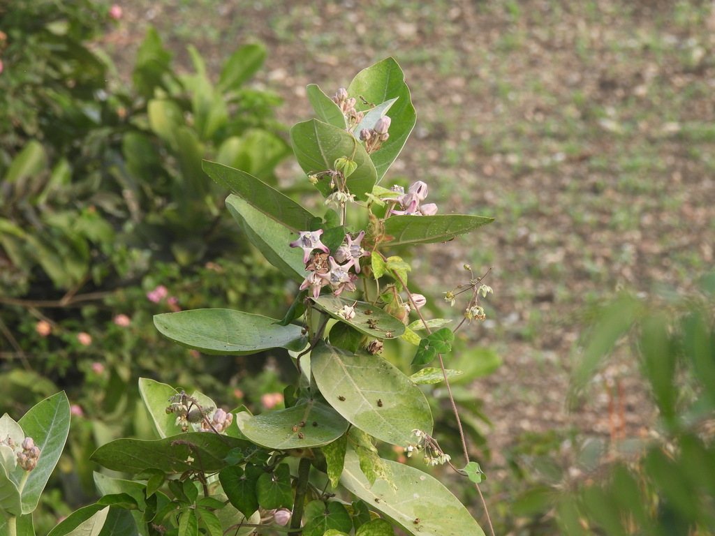 Bồng bồng – Calotropis gigantea