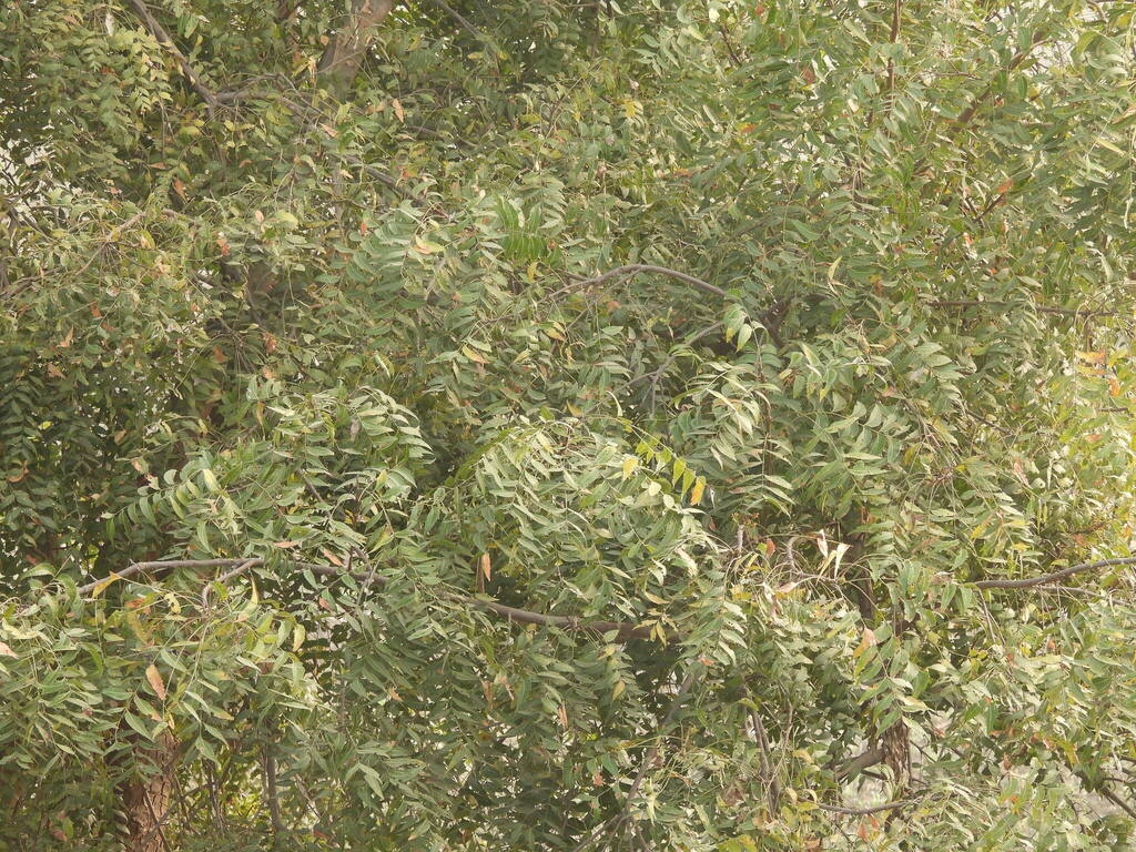 Sầu đâu – Azadirachta indica
