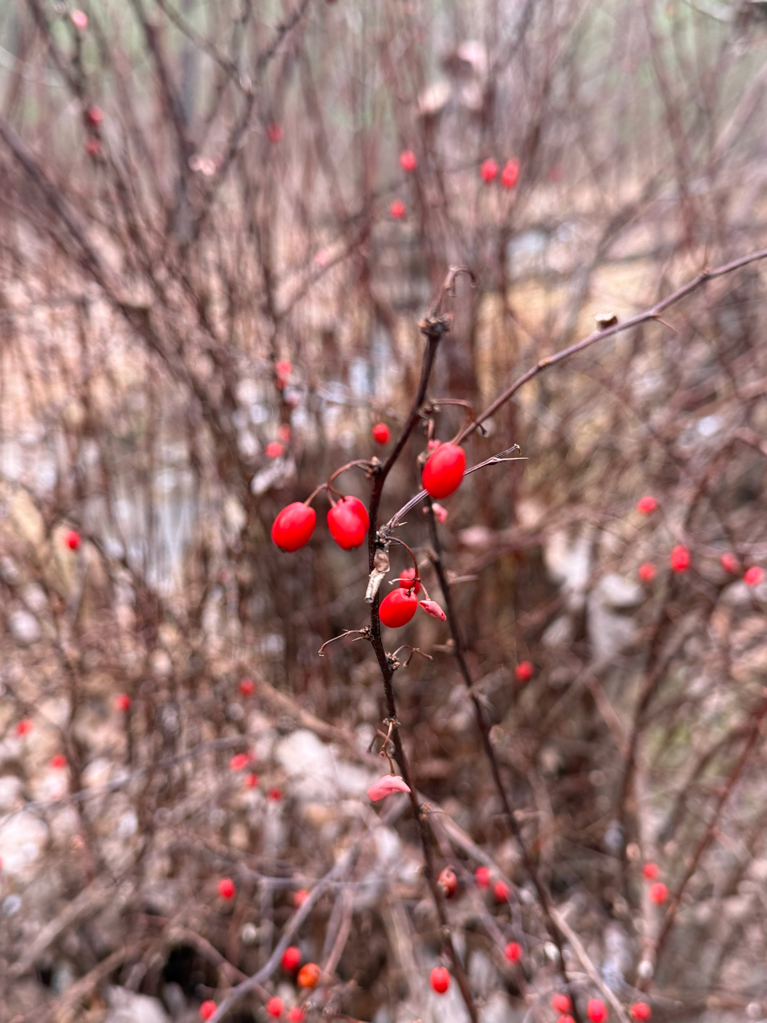 Japanese barberry