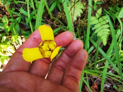 Trimezia martinicensis