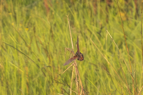iNaturalist image