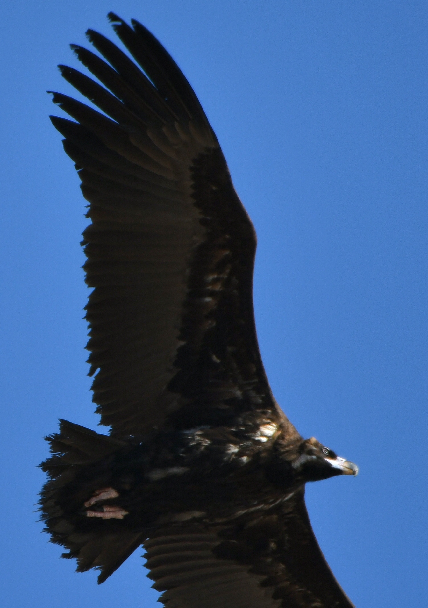 Aegypius monachus (Linnaeus, 1766)