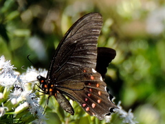 Heraclides rogeri pharnaces