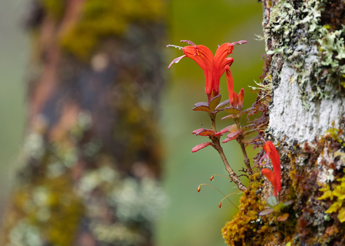 Aeschynanthus persimilis