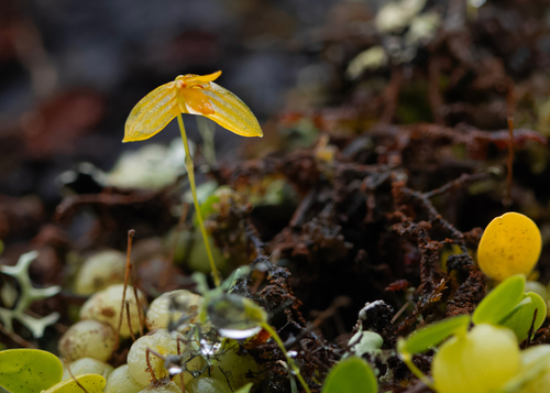 Bulbophyllum adjungens Seidenf. 2