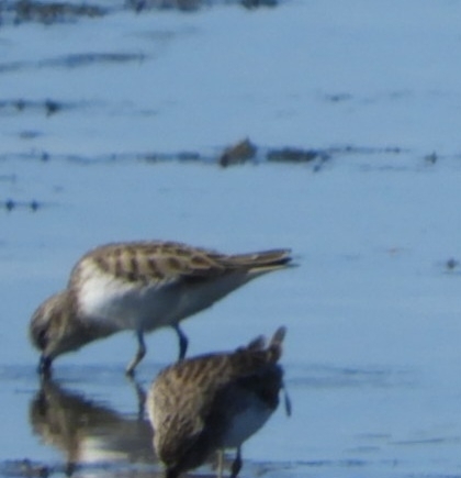 Least Sandpiper (Calidris minutilla), photo 6