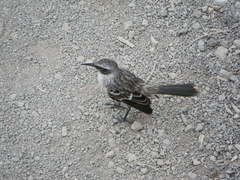 Mimus parvulus bauri