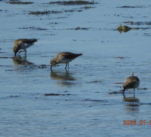 Least Sandpiper (Calidris minutilla), photo 7