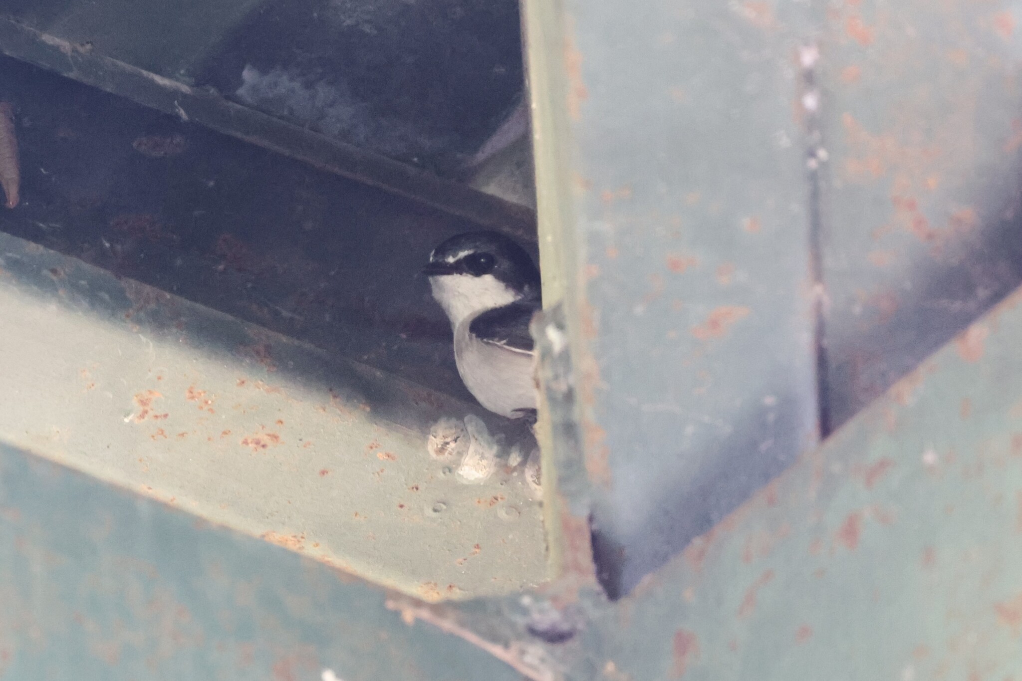 Mangrove Swallow (Tachycineta albilinea), photo 1