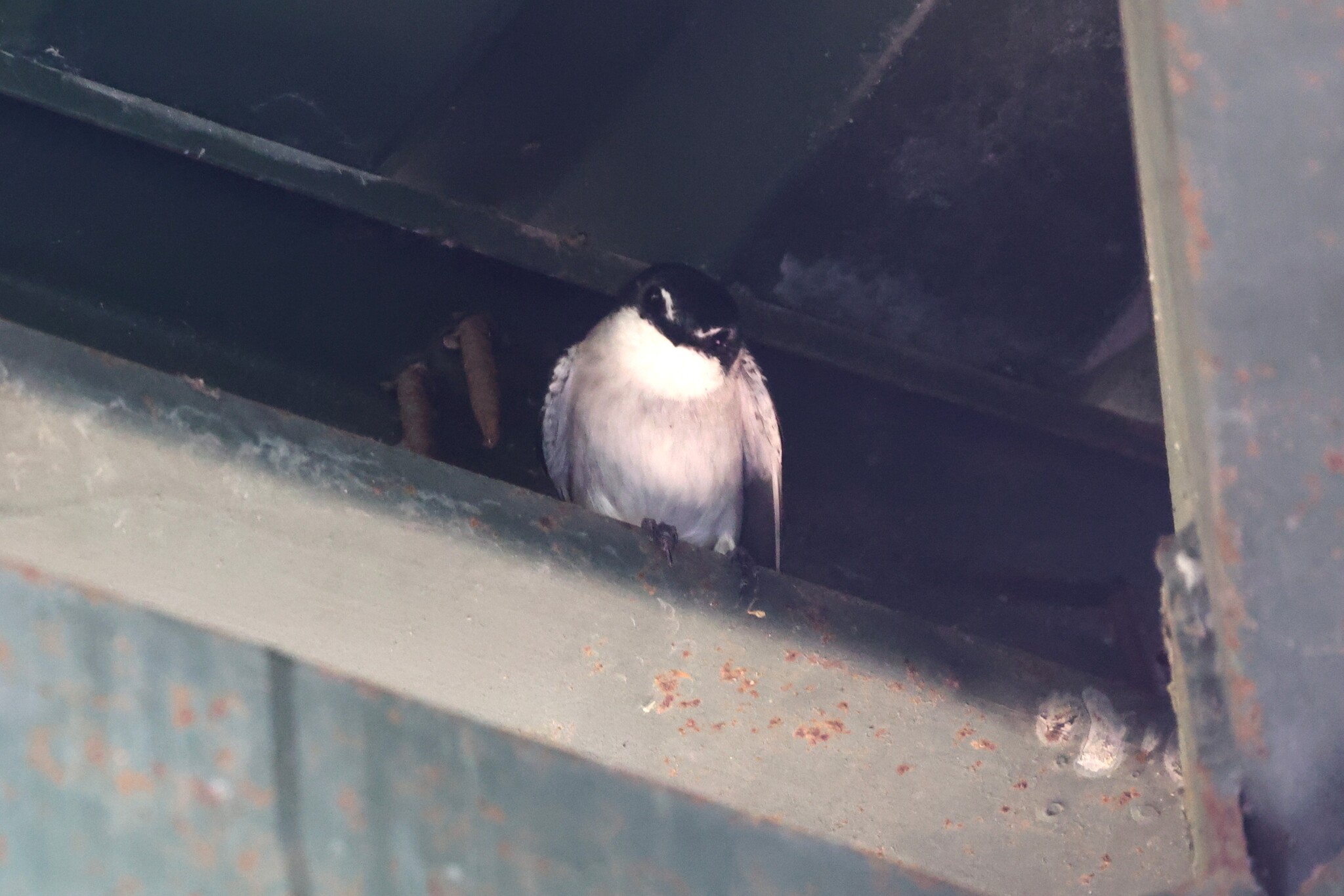 Mangrove Swallow (Tachycineta albilinea), photo 2