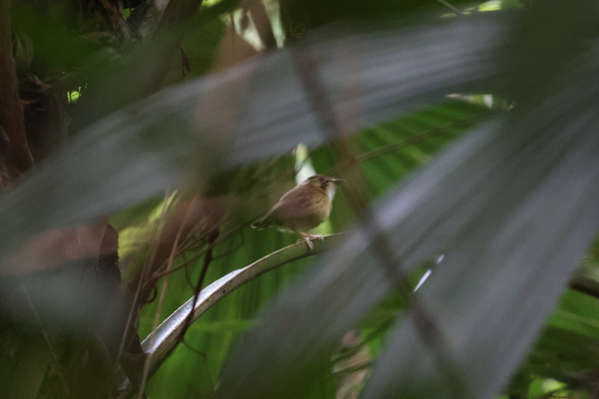 Stub-tailed Spadebill (Platyrinchus cancrominus), photo 1