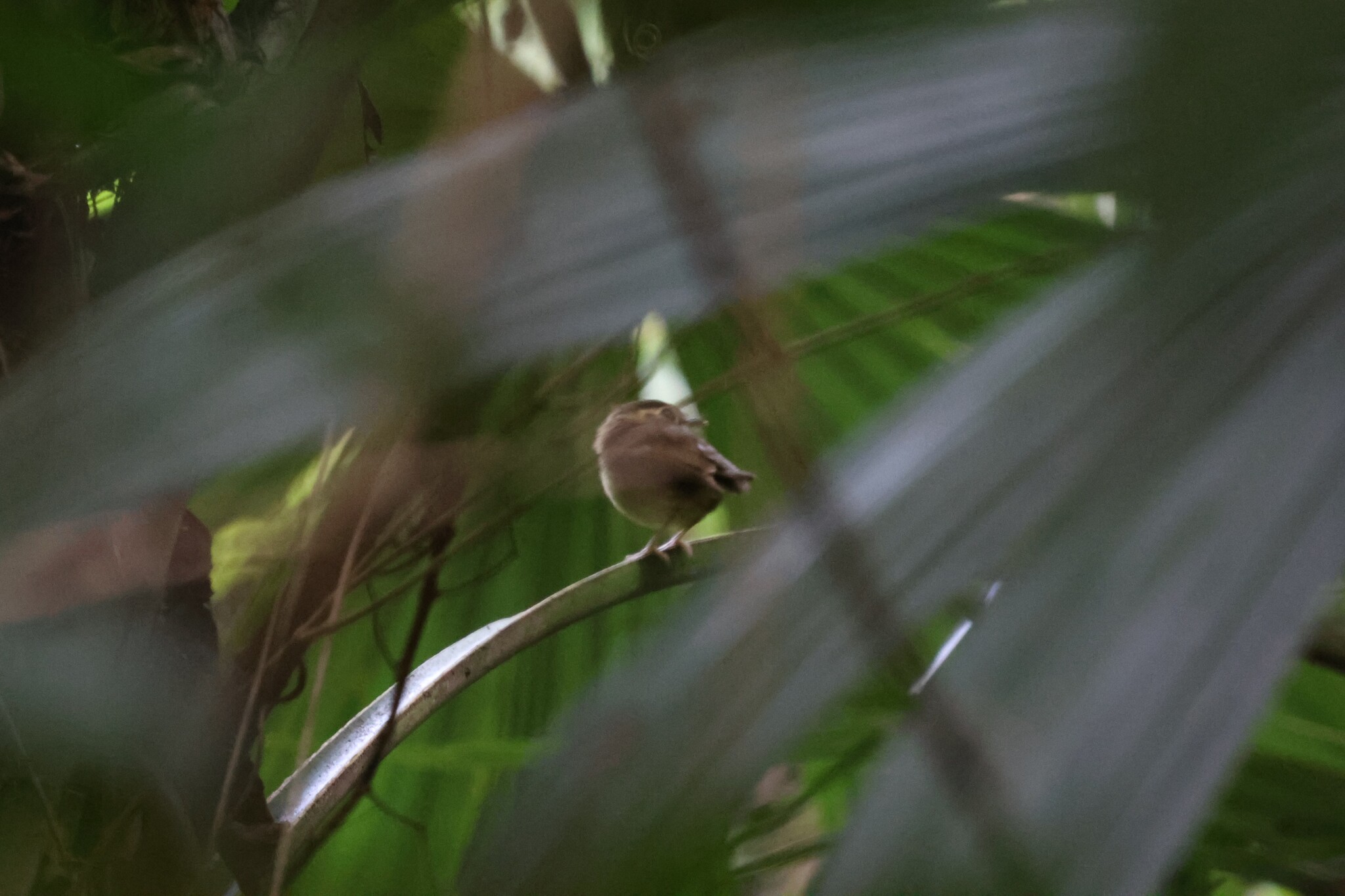 Stub-tailed Spadebill (Platyrinchus cancrominus), photo 2