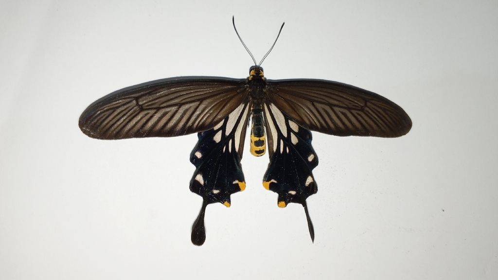 Common Clubtail (Losaria coon)