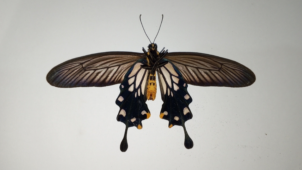 Common Clubtail (Losaria coon)