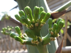 Agave desmettiana