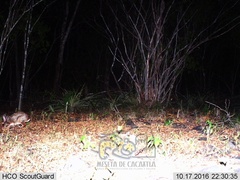 Sylvilagus cunicularius insolitus