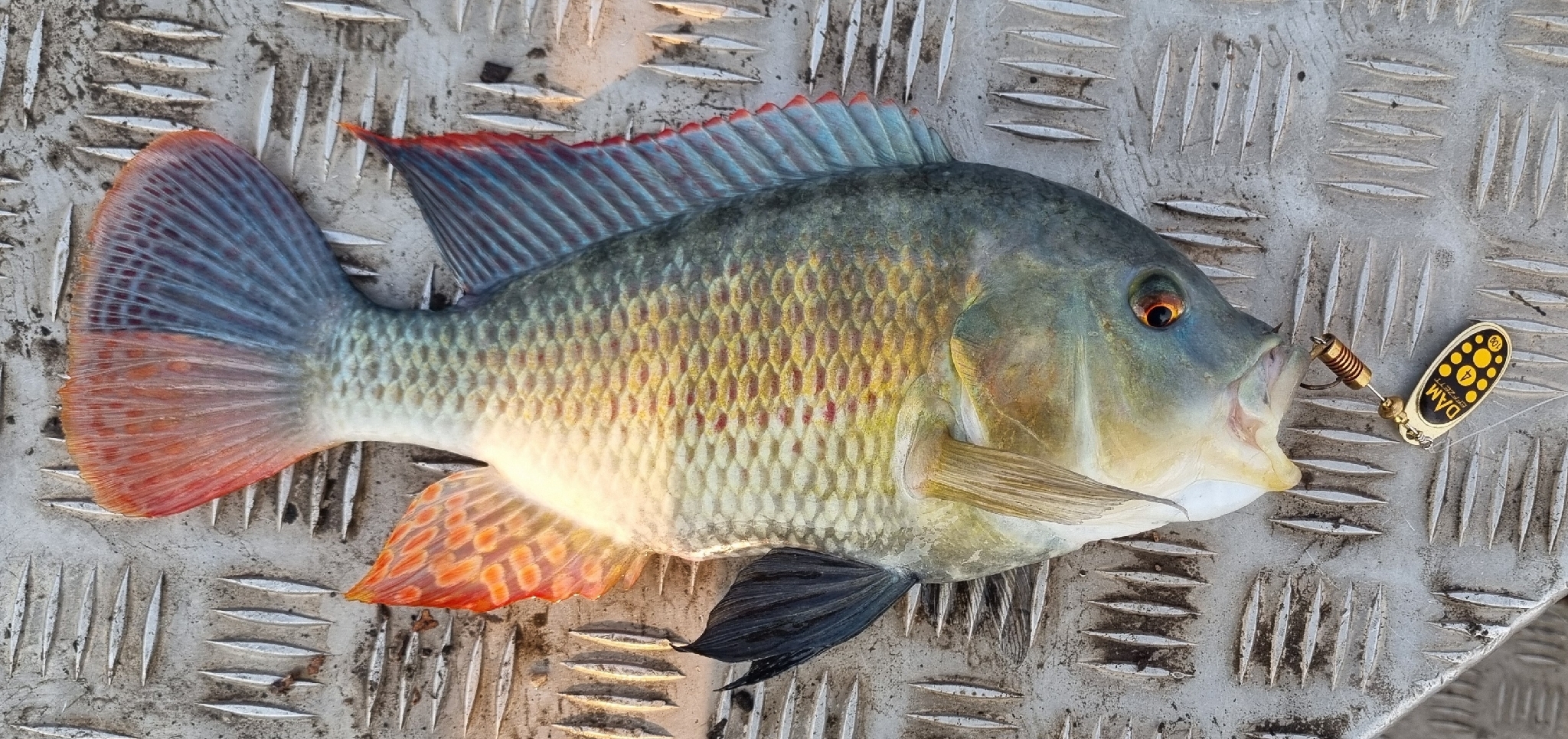 Pink Bream photo 4